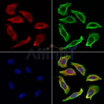 mTOR Antibody - AF6308 staining Hela cells by IF/ICC.