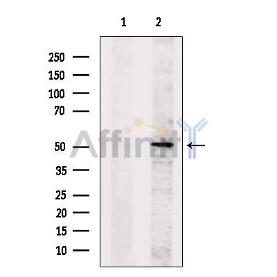 GDF9 Antibody - Western blot analysis of extracts from K562, using GDF9 Antibody.