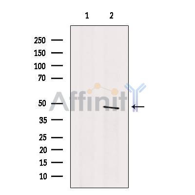 PDPK1 Antibody - Western blot analysis of extracts from 3T3, using PDK1 Antibody.