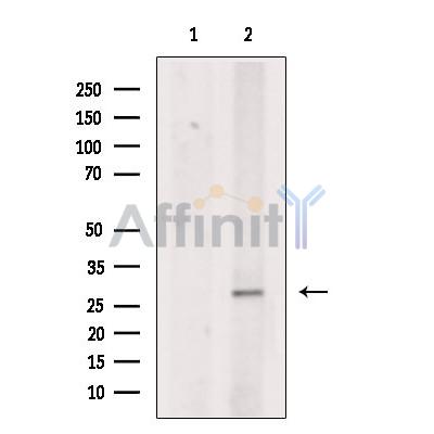 PZR Antibody - Western blot analysis of extracts from Hela cells, using PZR Antibody.