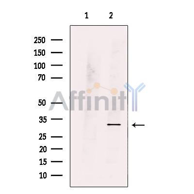PZR Antibody - Western blot analysis of extracts from 293T , using PZR Antibody.