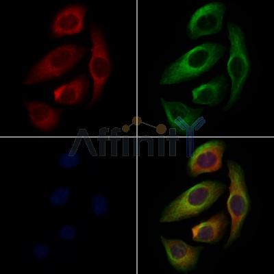 MARCKS Antibody - AF7790 staining Hela cells by IF/ICC.