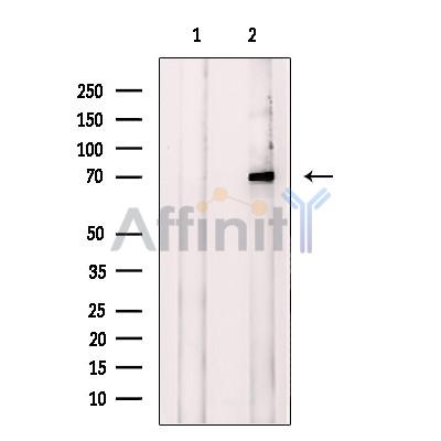 DNAJC2/MPP11 Antibody - Western blot analysis of extracts from HeLa , using DNAJC2/MPP11 Antibody.