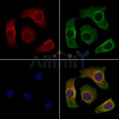 IGFL2 Antibody - DF10110 staining Hela cells by IF/ICC.
