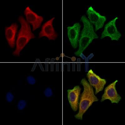 CREG1 Antibody - DF10194 staining Hela cells by IF/ICC.
