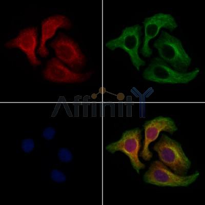 OR4D5 Antibody - DF10252 staining Hela cells by IF/ICC.