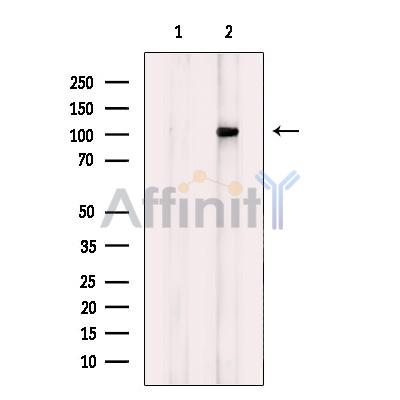 FGFR1/2 Antibody - Western blot analysis of extracts from 293 , using FGFR1/2 Antibody.