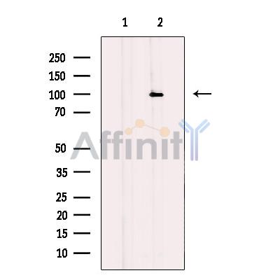 DACH1 Antibody - Western blot analysis of extracts from HEK-293 cells, using DACH1 Antibody.