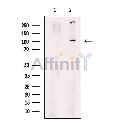 PPP1R15B Antibody - Western blot analysis of extracts from SGC-7901 cells, using PPP1R15B Antibody.