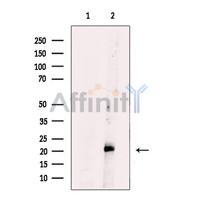 Tim23 Antibody - Western blot analysis of extracts from HepG2 cells, using Tim23 Antibody.