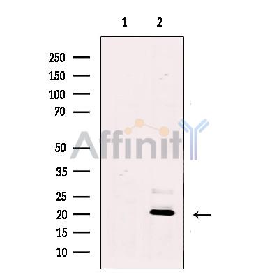 REEP5 Antibody - Western blot analysis of extracts from HeLa cells, using REEP5 Antibody.