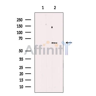 FKBP65 Antibody - Western blot analysis of extracts from HEK-293 cells, using FKBP65 Antibody.