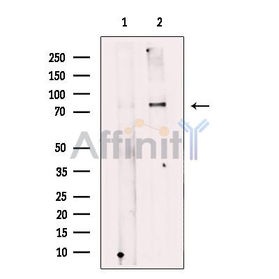 Spartin, SPG20 Antibody - Western blot analysis of extracts from NIH/3T3 cells, using Spartin, SPG20 Antibody.