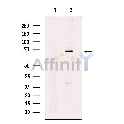 Quiescin Q6 Antibody - Western blot analysis of extracts from SW 1990 cells, using QSOX1 Antibody.