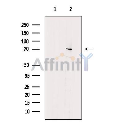 ENOX2 Antibody - Western blot analysis of extracts from PC-3 cells, using ENOX2 Antibody.