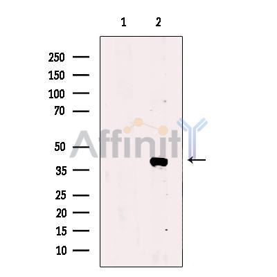 TIA1 Antibody - Western blot analysis of extracts from Raji cells, using TIA1 Antibody.