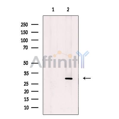 ETFB Antibody - Western blot analysis of extracts from mouse  brain, using ETFB Antibody.