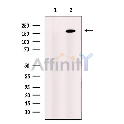 CEP164 Antibody - Western blot analysis of extracts from HEK-293 cells, using CEP164 Antibody.