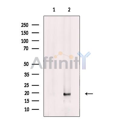 FAM96B Antibody - Western blot analysis of extracts from Ramos cells, using FAM96B Antibody.