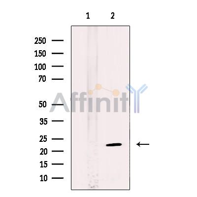 HBXIP Antibody - Western blot analysis of extracts from MCF-7 cells, using HBXIP Antibody.