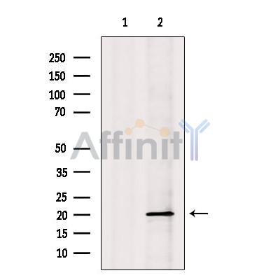 NDUFS7 Antibody - Western blot analysis of extracts from Pc12, using NDUFS7 Antibody.