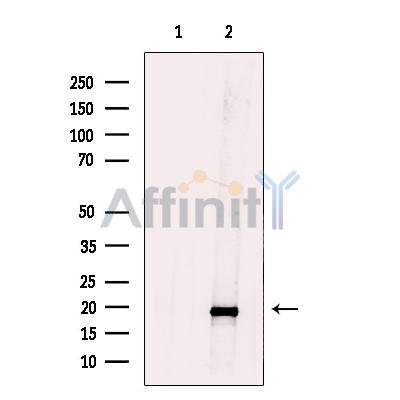 TIMM17B Antibody - Western blot analysis of extracts from mouse liver tissue, using TIMM17B Antibody.