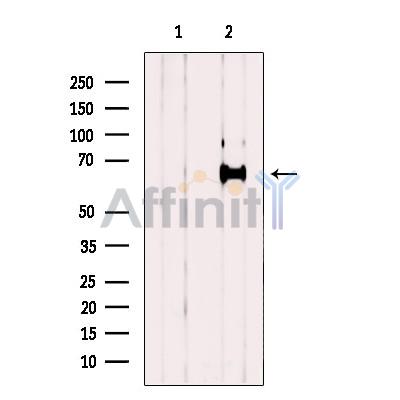 GEFT Antibody - Western blot analysis of extracts from HEK-293 cells, using GEFT Antibody.