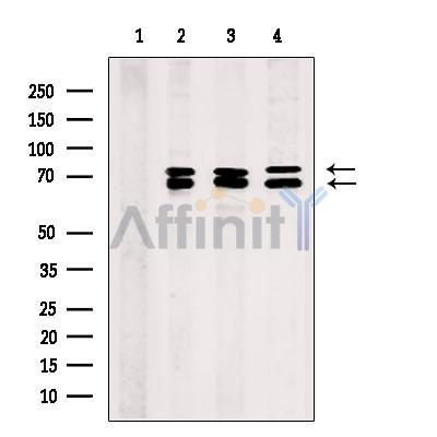 PHF17 Antibody - Western blot analysis of extracts from various samples, using PHF17 Antibody.