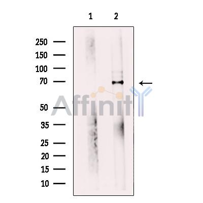 WDR1 Antibody - Western blot analysis of extracts from mouse skeletal muscle tissue, using WDR1 Antibody.