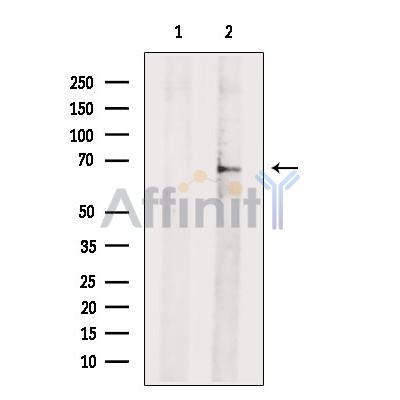 RHOT2 Antibody - Western blot analysis of extracts from HepG2 cells, using RHOT2 Antibody.