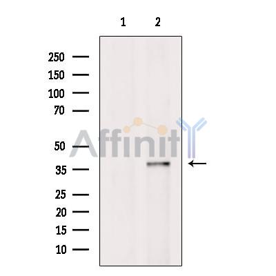 SEC13 Antibody - Western blot analysis of extracts from 3T3, using SEC13 Antibody.