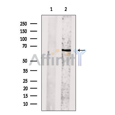 CENPB Antibody - Western blot analysis of extracts from Mouse  heart, using CENPB Antibody.