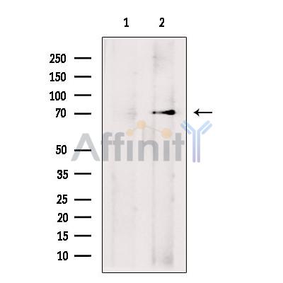 Chromogranin C Antibody - Western blot analysis of extracts from MCF7, using Chromogranin C Antibody.