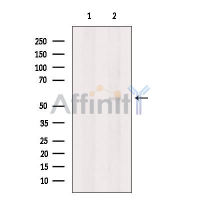 KCNK5 Antibody - Western blot analysis of extracts from 3T3, using KCNK5 Antibody.