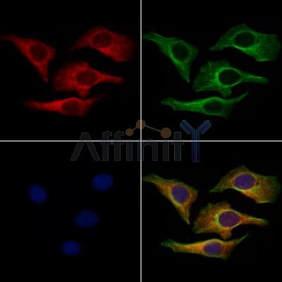 ITIH2 Antibody - DF13454 staining Hela cells by IF/ICC.