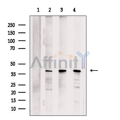 PURA Antibody - Western blot analysis of extracts from various samples, using PURA Antibody.