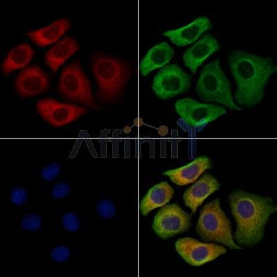 SIGLEC9 Antibody - DF13503 staining Hela cells by IF/ICC.