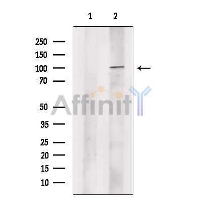 p90 Autoantigen Antibody - Western blot analysis of extracts from VERO cells, using p90 Autoantigen Antibody.