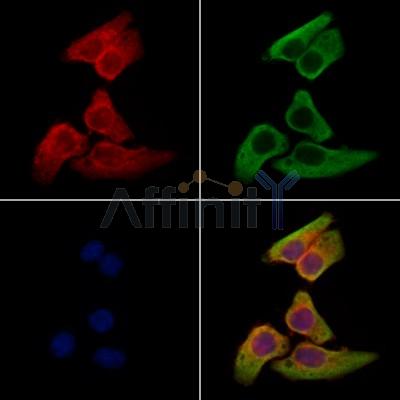 Sulfatase 2 Antibody - DF13506 staining Hela cells by IF/ICC.