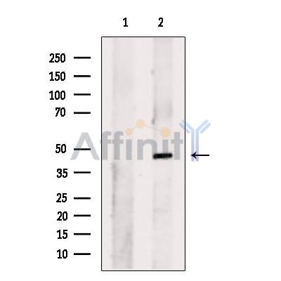 BSCL2 Antibody - Western blot analysis of extracts from Rat  brain, using BSCL2 Antibody.