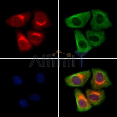 BSCL2 Antibody - DF13508 staining Hela cells by IF/ICC.