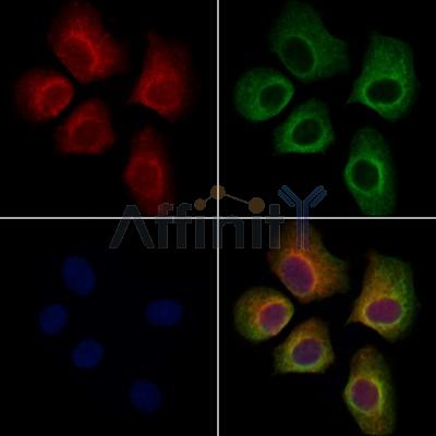 LAP1 Antibody - DF13511 staining Hela cells by IF/ICC.