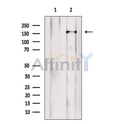 LAP1 Antibody - Western blot analysis of extracts from Mouse  brain, using LAP1 Antibody.