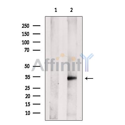 CLEC1 Antibody - Western blot analysis of extracts from Mouse  heart, using CLEC1 Antibody.