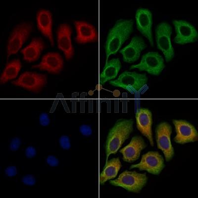 DISC1 Antibody - DF13555 staining Hela cells by IF/ICC.