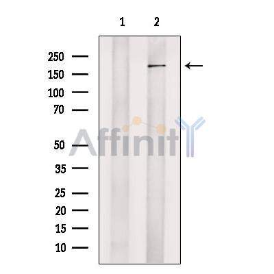 KDM4C / GASC1 / JMJD2C Antibody - Western blot analysis of extracts from 3T3, using KDM4C / GASC1 / JMJD2C Antibody.