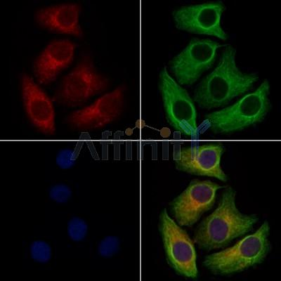 NAPE-PLD Antibody - DF13571 staining Hela cells by IF/ICC.