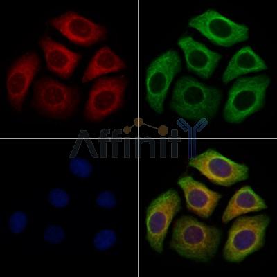 NPW Antibody - DF13576 staining Hela cells by IF/ICC.