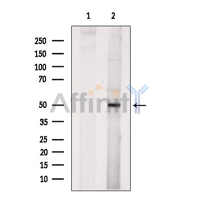 beta II Tubulin Antibody - Western blot analysis of extracts from PC12, using beta II Tubulin Antibody.