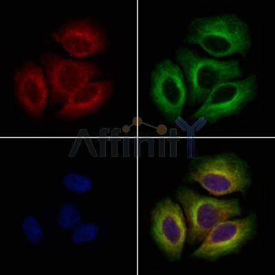 PTCH2 Antibody - DF13589 staining Hela cells by IF/ICC.